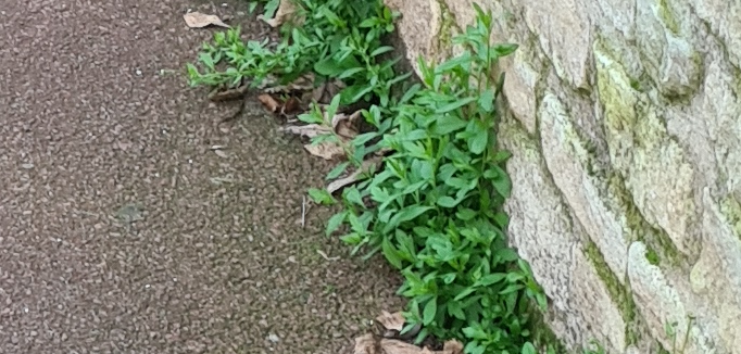 Bien gérer les herbes folles 